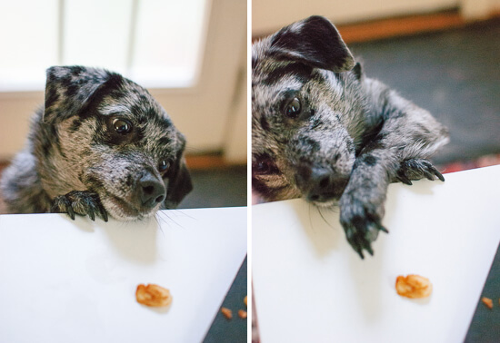 dog eating coconut bacon